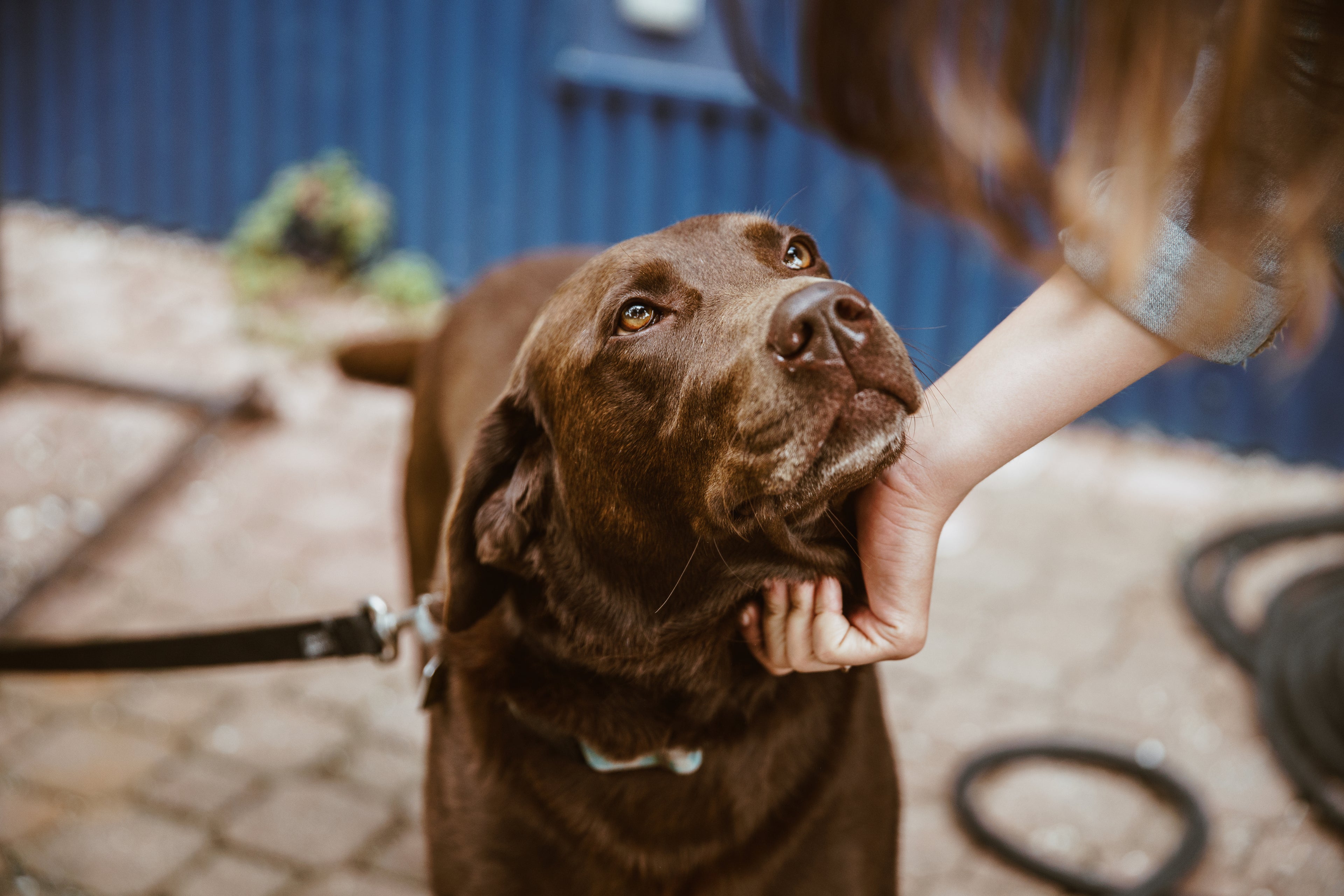 Chocolate Dog looking to it's owner