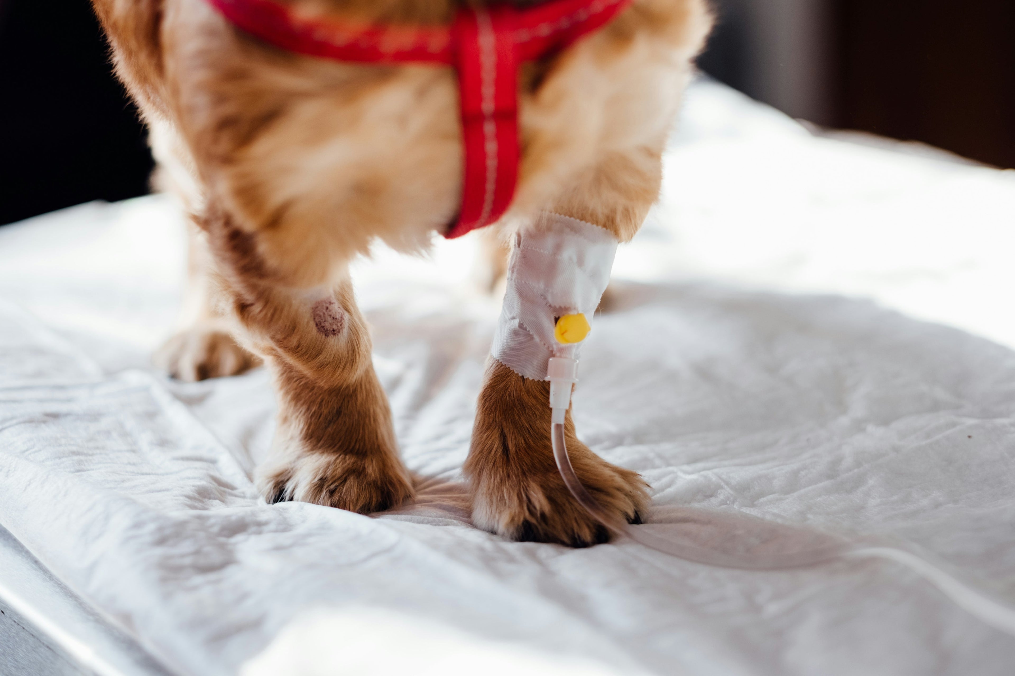 Flea, Tick & Parasite Prevention for Dogs: A...