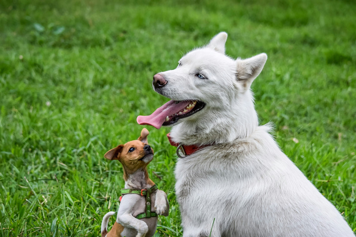 Puppy to Senior: How Your Dog’s Needs Change Over Time