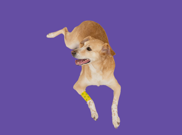 How to Tell If Your Dog Has Allergies (And What to Do)