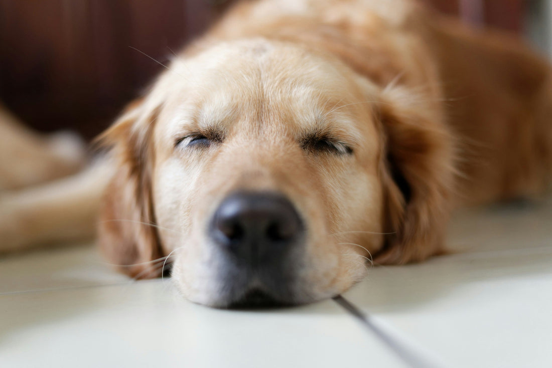 Golden retriever resting calmly with eyes closed