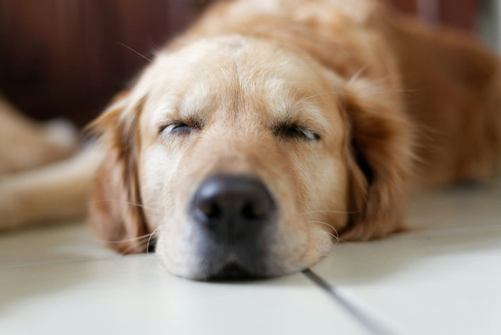 Do Calming Chews for Dogs Work?