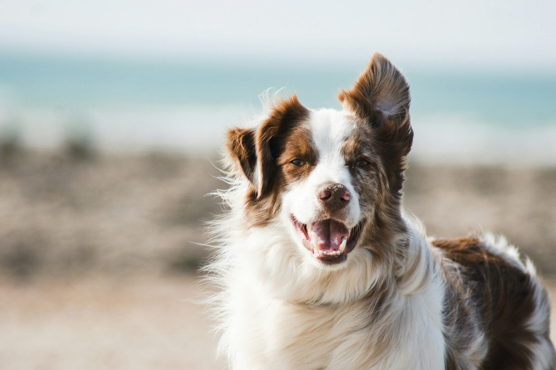 Australian Shepherd with a healthy, glossy coat outdoors