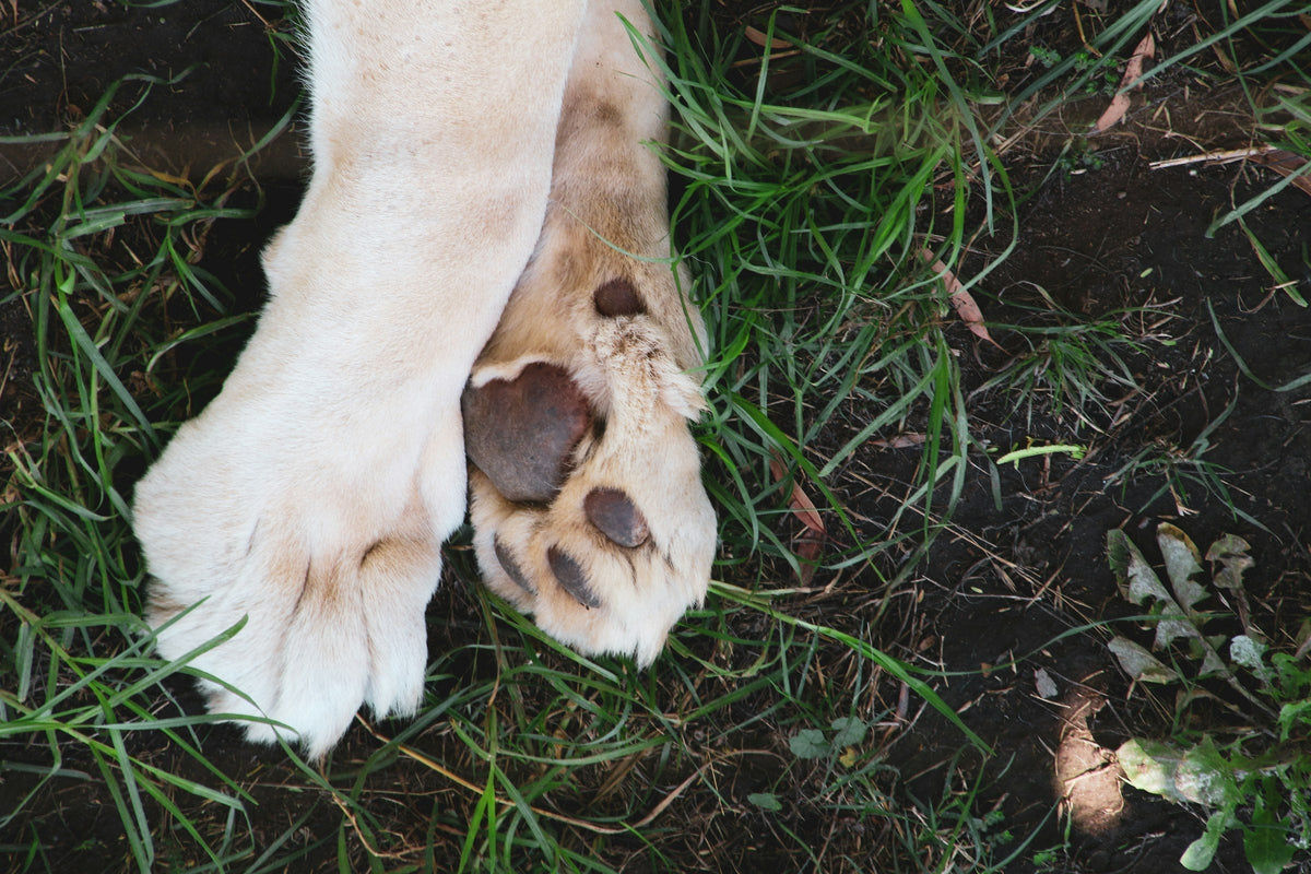 A dog's front paws resting on grass and bare soil