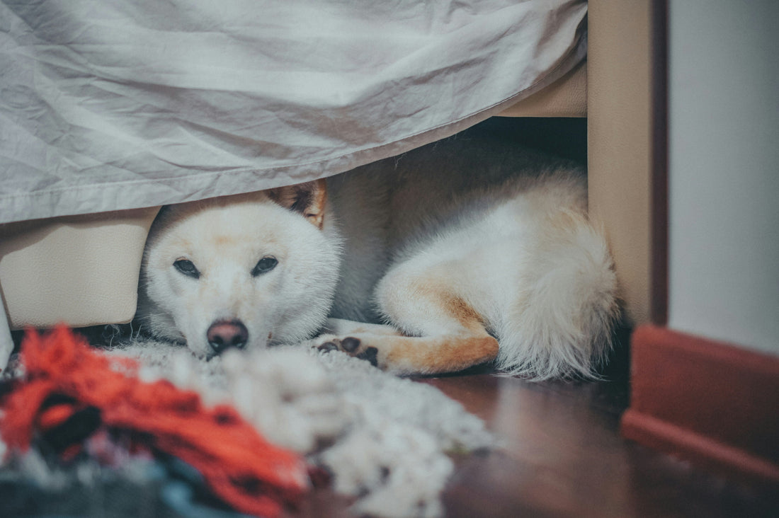 Dog hiding under a bed, a sign of anxious behavior