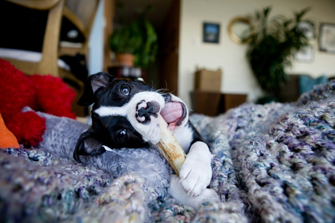 A puppy lying on a knitted blanket at home working on a chew held between its paws