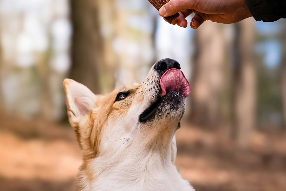 A black dog holding a pouch of Kelpie Balance chews in its mouth