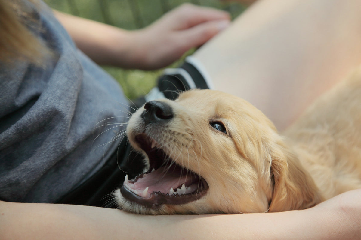 A golden retriever puppy yawning while lying across a person's lap