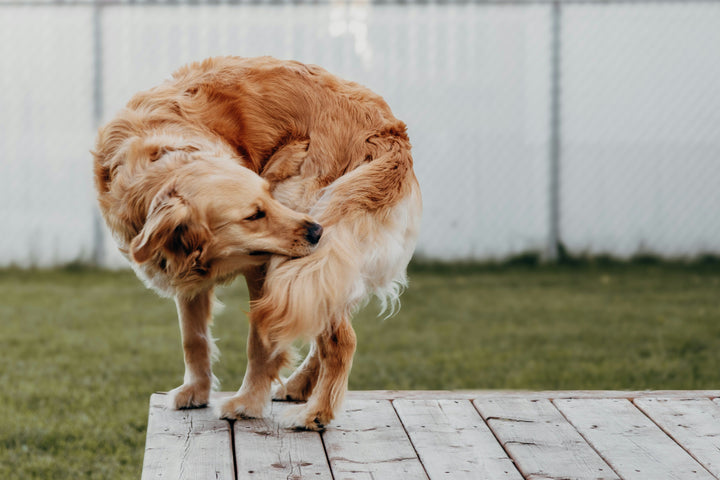 Why Is My Dog So Itchy? 7 Common Causes (and What Actually Helps)