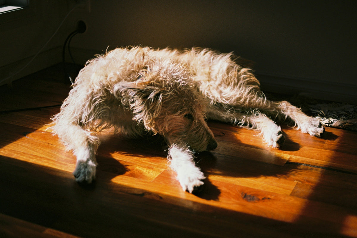 A shaggy dog lying stretched out on a wooden floor in a patch of sunlight
