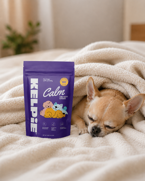Kelpie Calm Chews