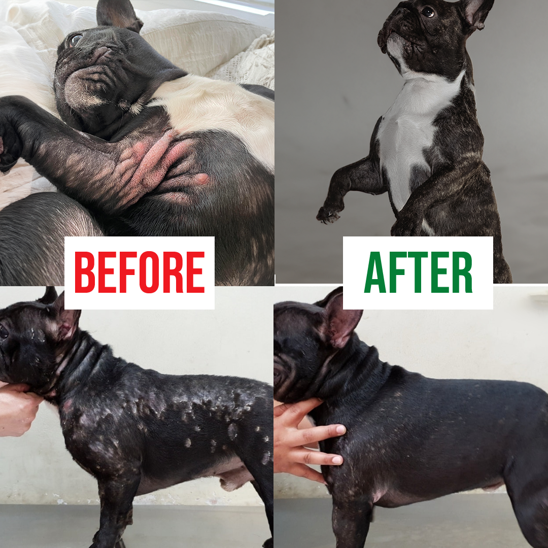 Allergy Relief Chews