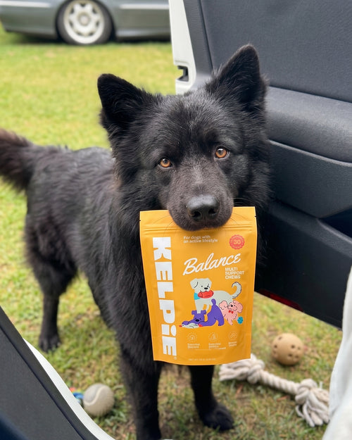 Dog holding a Kelpie Balance pouch, 30 soft chews per pouch