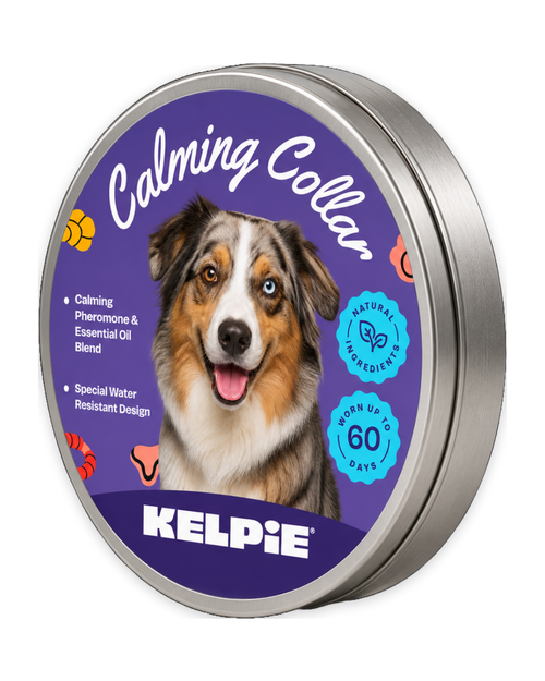 Kelpie Calming Collar tin, purple label with an Australian Shepherd, natural ingredients and worn up to 60 days badges