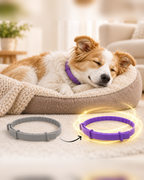 Dog asleep in a cream bed wearing the purple Kelpie Calming Collar, with the old grey collar beside it