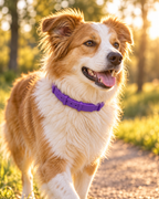 Tan and white collie wearing the purple Kelpie Calming Collar on a sunlit park path at golden hour