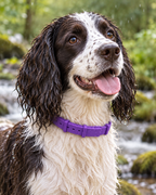 Wet springer spaniel beside a stream, water beaded on the purple Kelpie Calming Collar