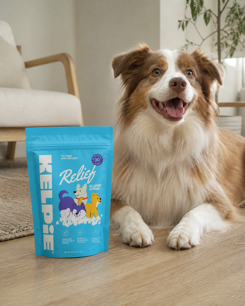 Kelpie Relief allergy chews pouch beside an Australian Shepherd at home